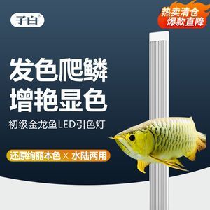 龍魚發(fā)色燈和增艷燈什么區(qū)別，龍魚發(fā)色燈和增艷燈有什么區(qū)別