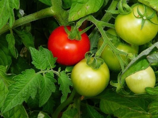 短身金龍魚能長多大：短身金龍魚的生長與壽命