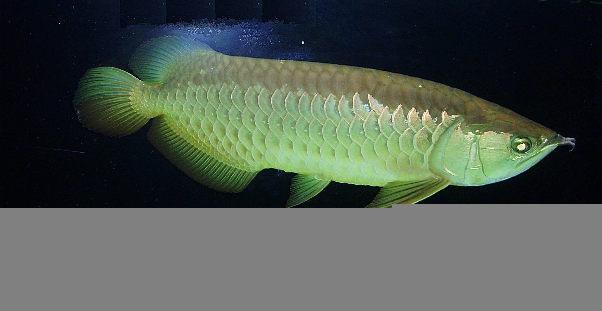銀龍魚嘴巴上的須子怎么有點爛了（銀龍魚嘴上的須子爛了怎么辦） 銀龍魚嘴巴上的須子怎么有點爛了（銀龍魚嘴上的須子爛了怎么辦） 龍魚百科