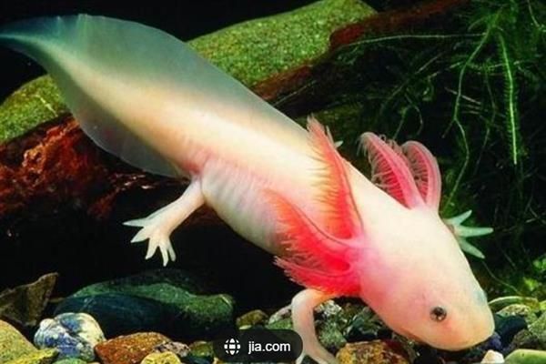 六角恐龍魚6個品種