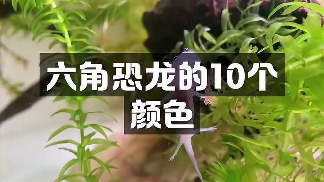 六角恐龍魚6個品種
