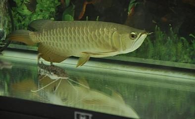 為什么大家養龍魚不好：為什么大家養龍魚不好呢？