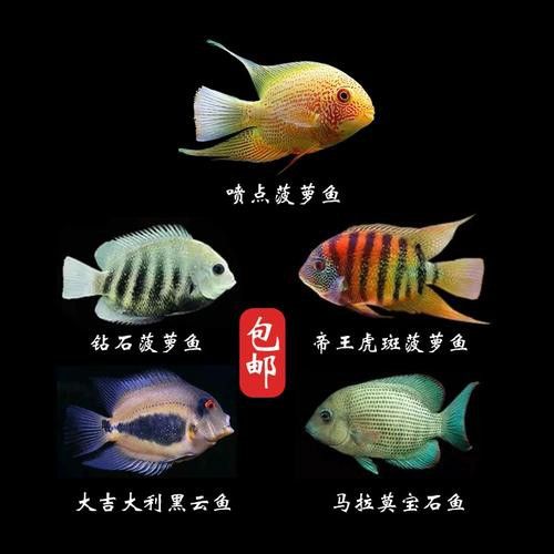 金龍魚和菠蘿魚混養好嗎圖片