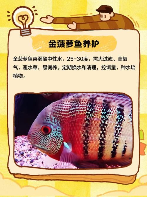 金龍魚和菠蘿魚混養好嗎圖片