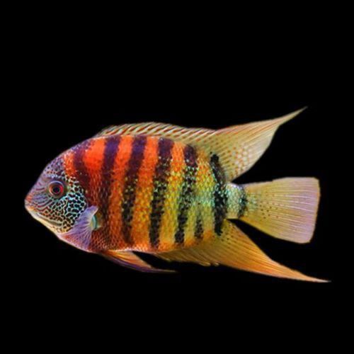 金龍魚和菠蘿魚混養好嗎圖片