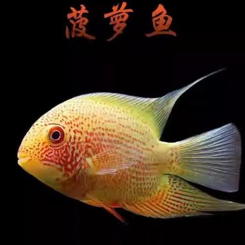 金龍魚和菠蘿魚混養好嗎圖片