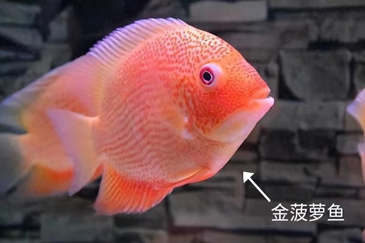 金龍魚和菠蘿魚混養好嗎圖片