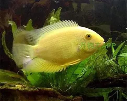 金龍魚和菠蘿魚混養好嗎圖片
