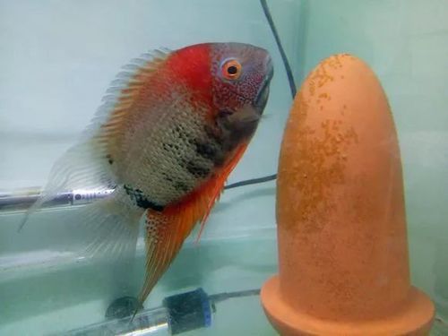 金龍魚和菠蘿魚混養好嗎圖片
