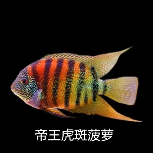 金龍魚和菠蘿魚混養好嗎圖片
