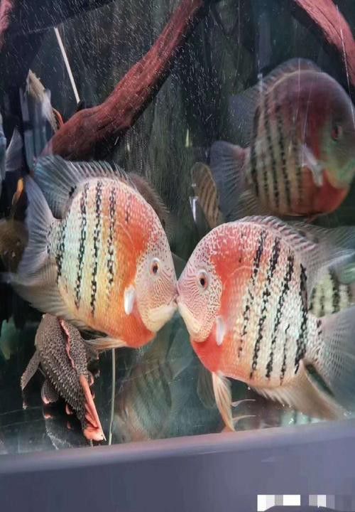 金龍魚和菠蘿魚混養好嗎圖片