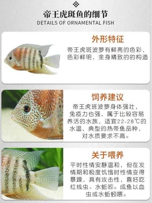 金龍魚和菠蘿魚混養好嗎圖片