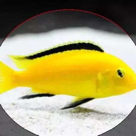 金龍魚和菠蘿魚混養好嗎圖片