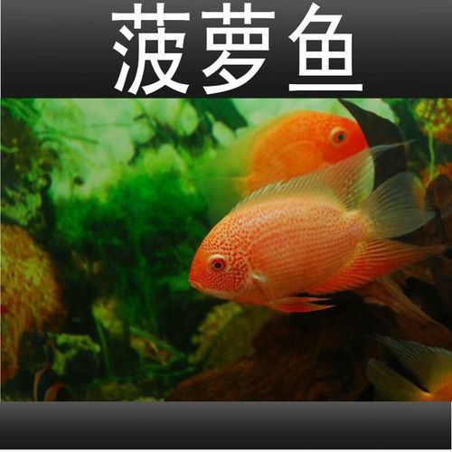 金龍魚和菠蘿魚混養好嗎圖片
