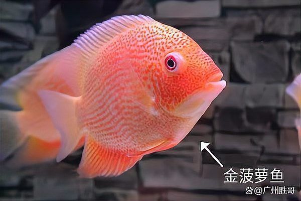 金龍魚和菠蘿魚混養好嗎圖片