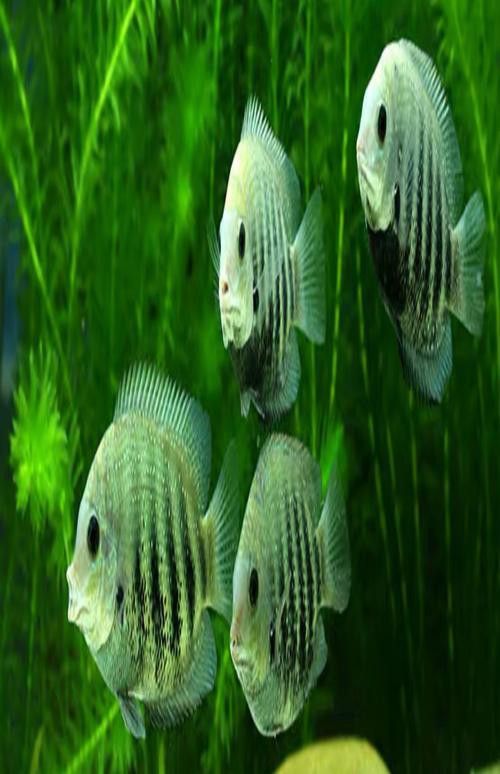 金龍魚和菠蘿魚混養好嗎圖片