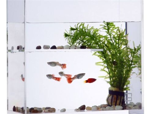 龍魚缸水泵要一直開著嗎：魚缸水泵是否需要一直開著