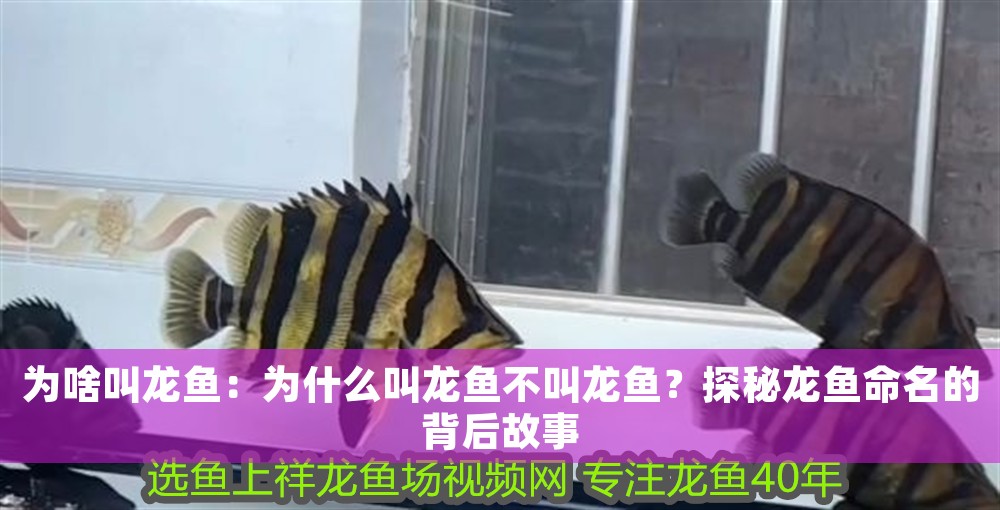為啥叫龍魚：為什么叫龍魚不叫龍魚？探秘龍魚命名的背后故事