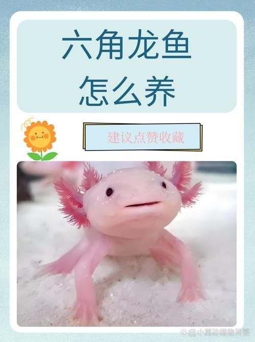 六角龍魚圖片大全大圖