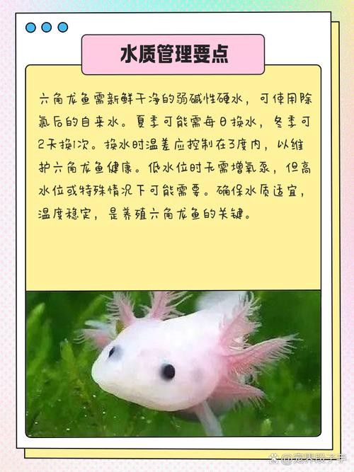 六角龍魚圖片大全大圖