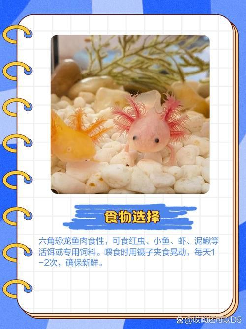六角龍魚圖片大全大圖