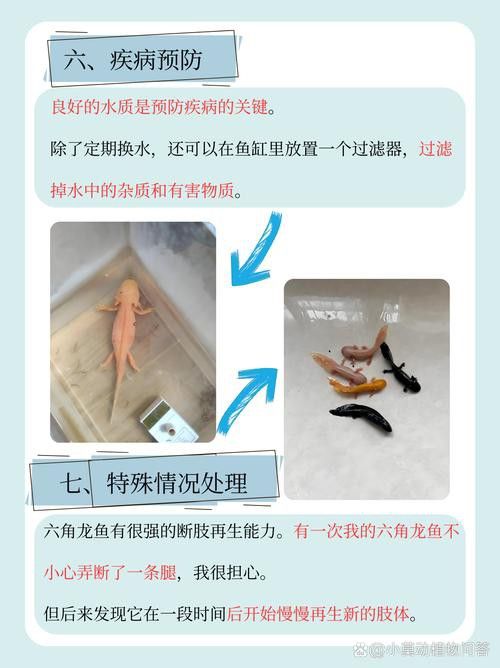 六角龍魚圖片大全大圖