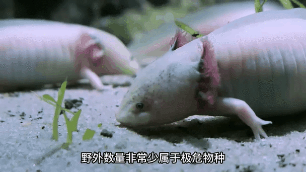 六角龍魚圖片大全大圖