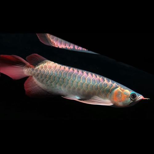 超血紅龍魚喂什么食物最好？