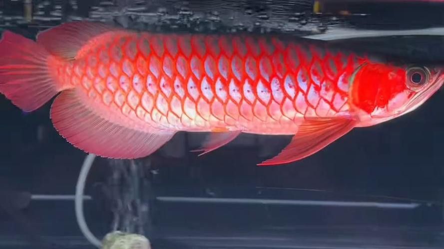超血紅龍魚喂什么食物最好？