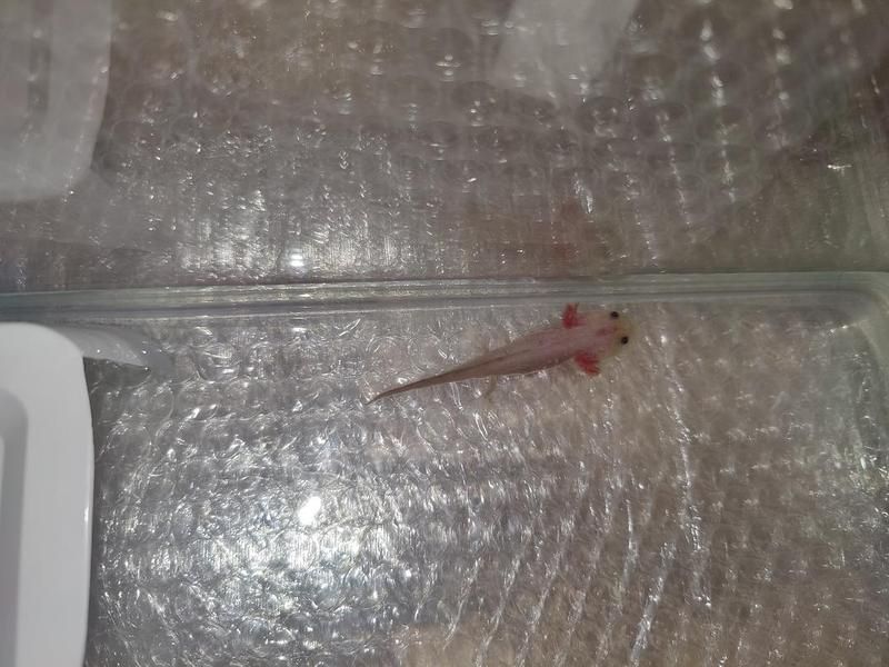 六角恐龍魚吐了啥原因