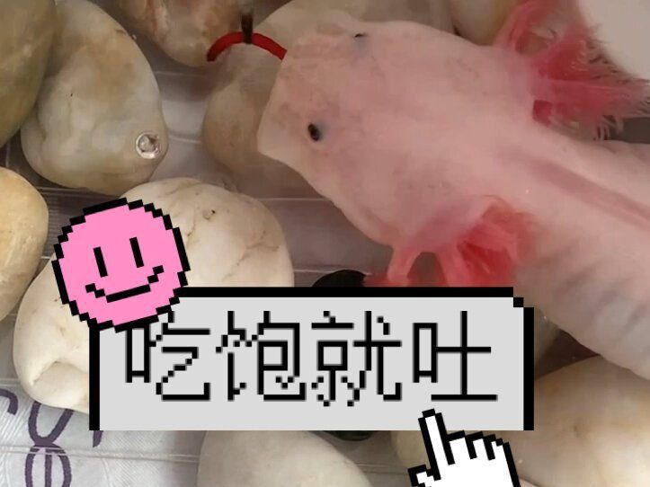 六角恐龍魚吐了啥原因