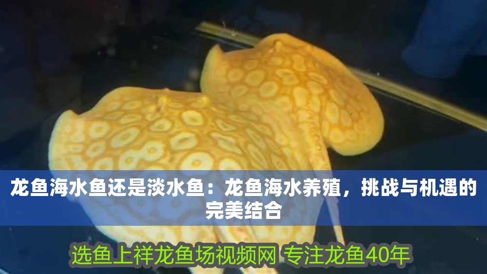龍魚海水魚還是淡水魚：龍魚海水養殖，挑戰與機遇的完美結合