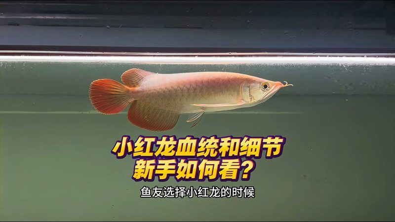 怎么鑒別紅龍魚血統真假