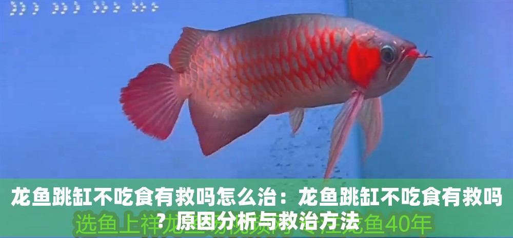 龍魚跳缸不吃食有救嗎怎么治：龍魚跳缸不吃食有救嗎？原因分析與救治方法