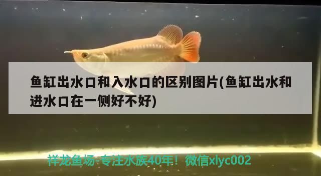 飼料 魚缸出水口和入水口的區別圖片(魚缸出水和進水口在一側好不好) 龍魚百科 魚缸出水口和入水口的區別圖片(魚缸出水和進水口在一側好不好) 魚缸出水口和入水口的區別圖片(魚缸出水和進水口在一側好不好) 龍魚百科