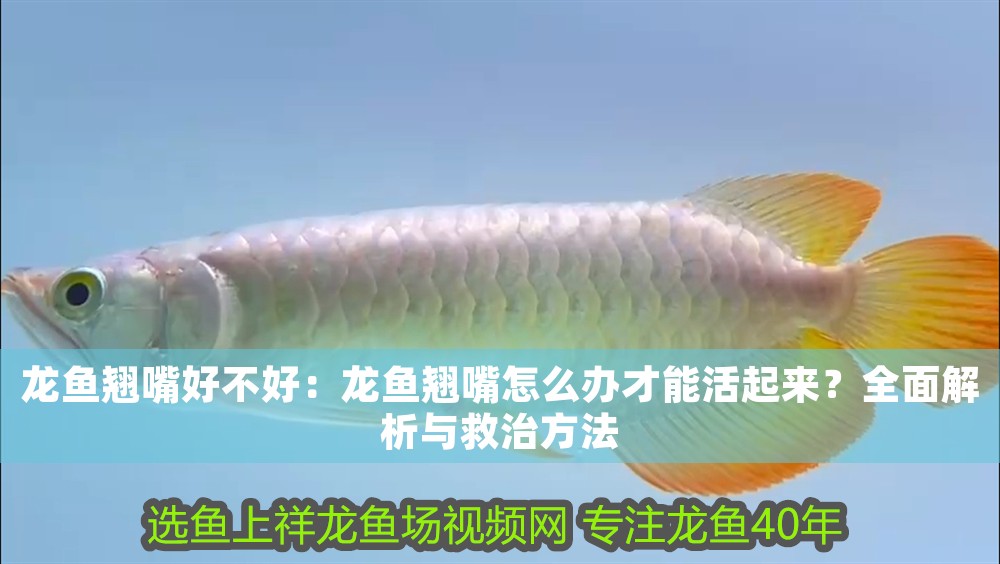龍魚(yú)翹嘴好不好：龍魚(yú)翹嘴怎么辦才能活起來(lái)？全面解析與救治方法