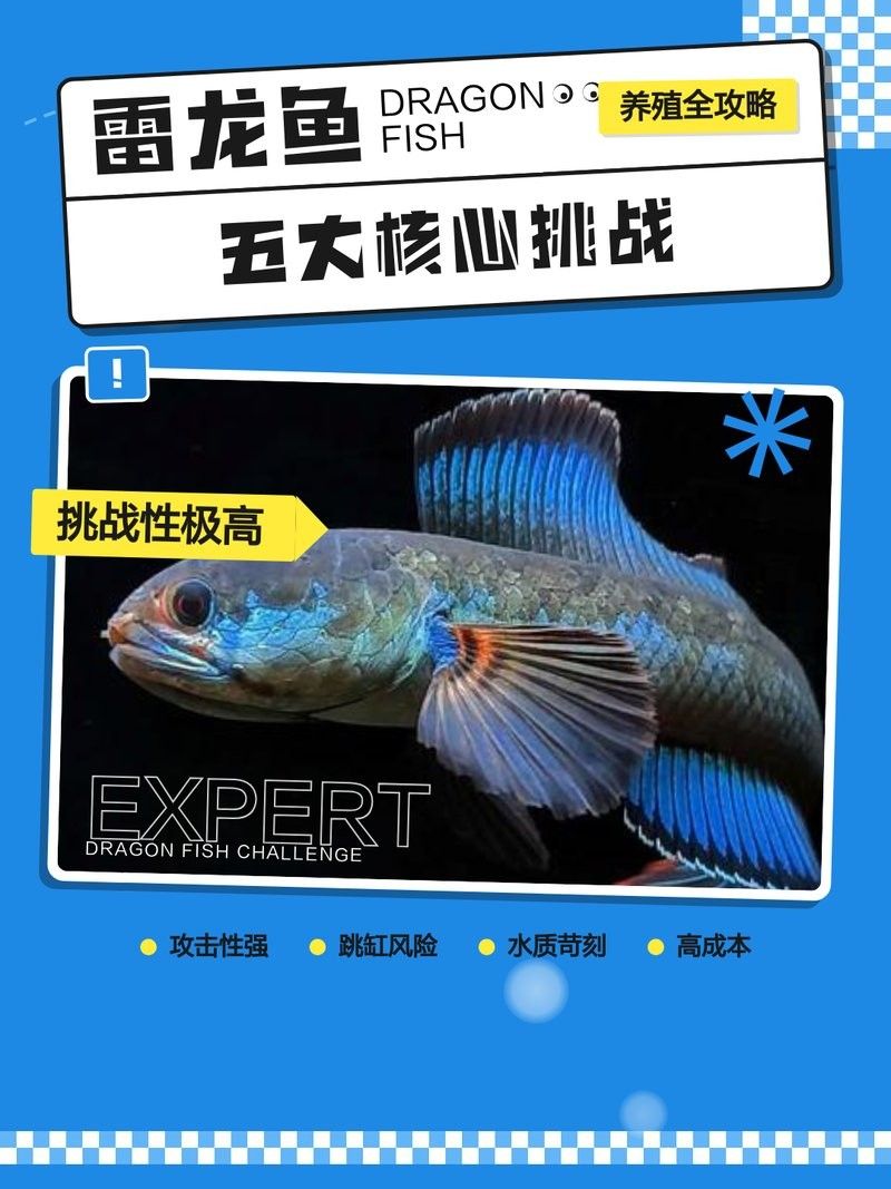 雷龍魚斷鰭 雷龍魚斷鰭 龍魚百科 第4張