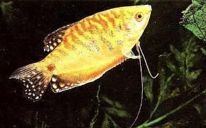 黃鰻龍魚招財【黃鰻龍魚如何招財】 黃鰻龍魚招財【黃鰻龍魚如何招財】 龍魚百科 第4張