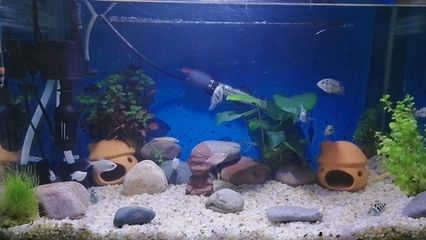 魚缸設(shè)計(jì)圖片（尋找魚缸裝飾？魚缸設(shè)計(jì)圖片設(shè)計(jì)）