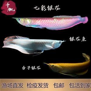 黃化銀龍魚為什么 比金龍魚便宜【黃化銀龍魚為什么比金龍魚便宜】