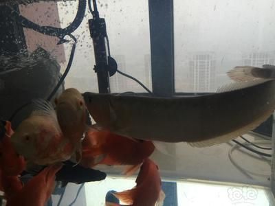 龍魚不開口是不是生病了【龍魚不開口可能是生病了，龍魚不開口是生病了，龍魚不開口是生病】 龍魚不開口是不是生病了【龍魚不開口可能是生病了，龍魚不開口是生病了，龍魚不開口是生病】 龍魚百科 第3張