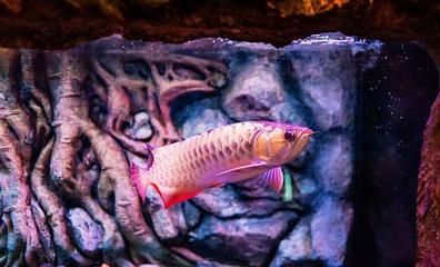 龍魚不開口是不是生病了【龍魚不開口可能是生病了，龍魚不開口是生病了，龍魚不開口是生病】 龍魚不開口是不是生病了【龍魚不開口可能是生病了，龍魚不開口是生病了，龍魚不開口是生病】 龍魚百科 第2張