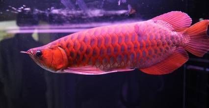大金龍魚能吃嗎：金龍魚可以食用但通常不建議將其作為食物來源，原因在于
