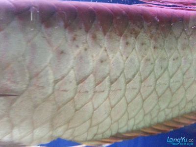 銀龍魚鱗紅了一片（銀龍魚鱗片發紅可能由多種因素引起，可能是多種因素引起的）