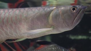 銀龍魚鱗紅了一片（銀龍魚鱗片發紅可能由多種因素引起，可能是多種因素引起的）