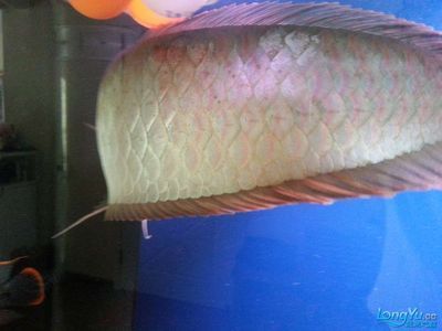 銀龍魚鱗紅了一片（銀龍魚鱗片發紅可能由多種因素引起，可能是多種因素引起的）