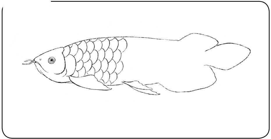 龍魚鱗片缺角的原因（龍魚鱗片缺角是一個常見的問題，可能由多種因素引起）
