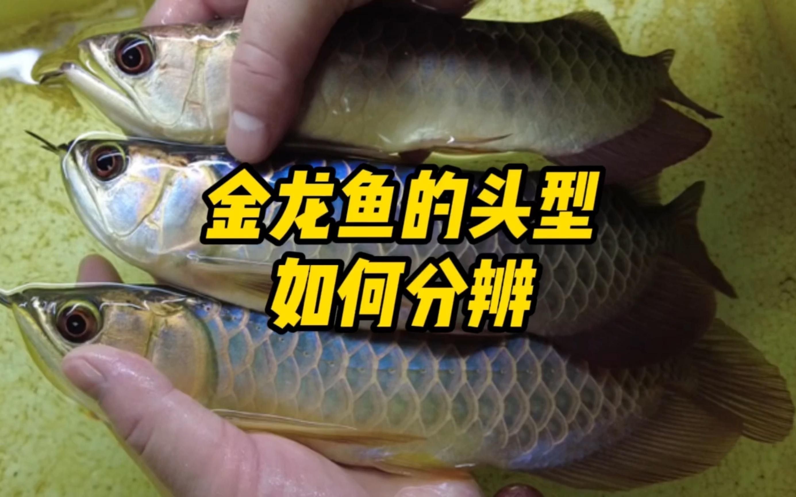 如何區分金龍魚的翹頭和炮彈頭？