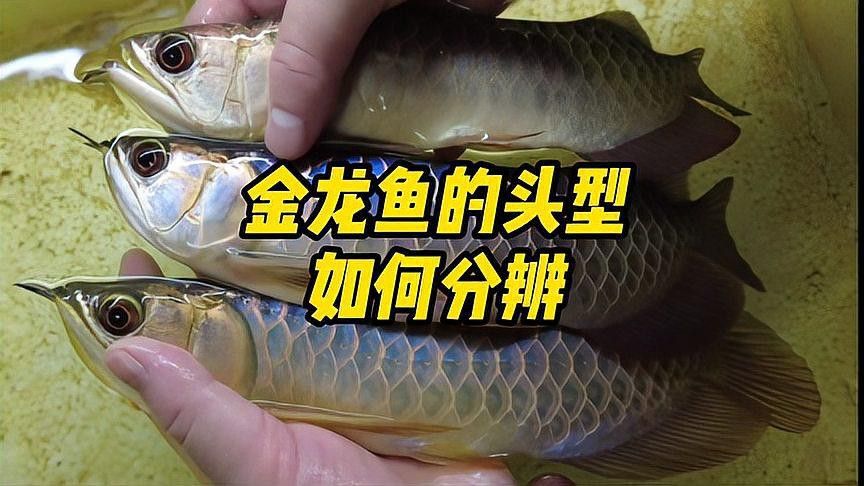 如何區分金龍魚的翹頭和炮彈頭？