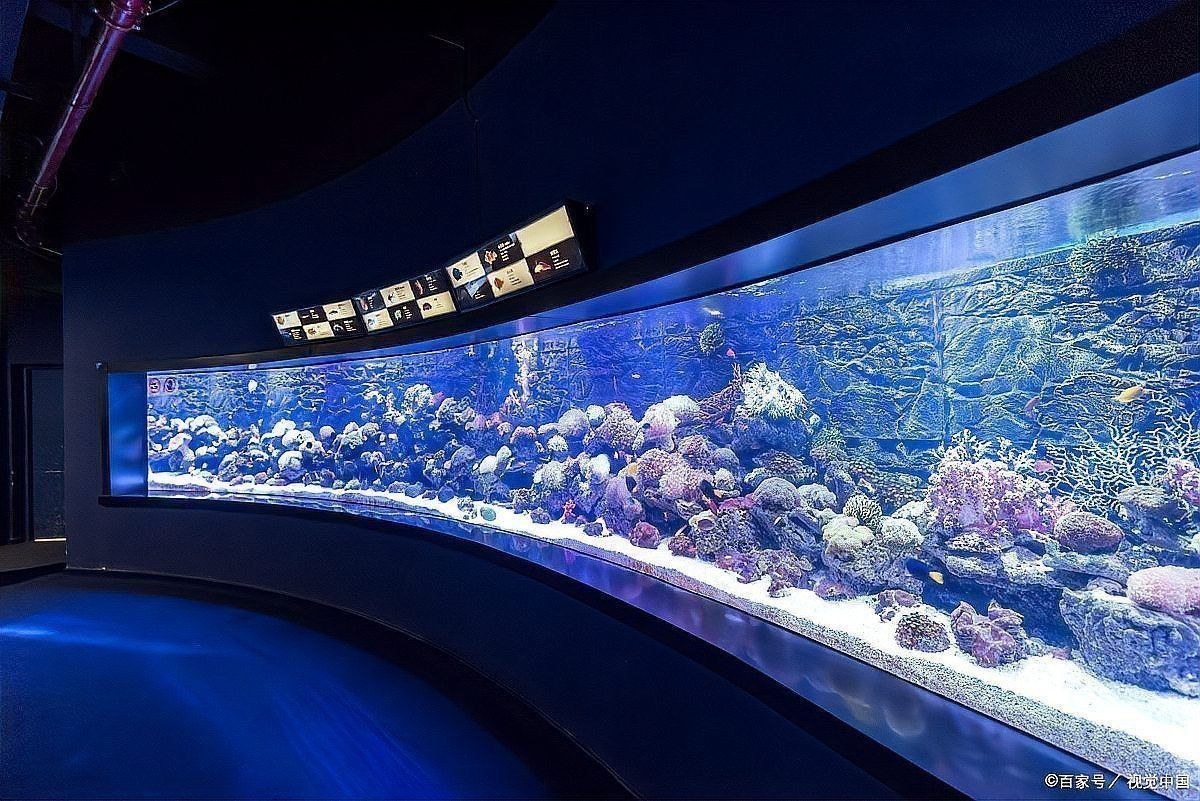 龜增色龍魚日常護理 龜增色龍魚日常護理 龍魚百科 第4張